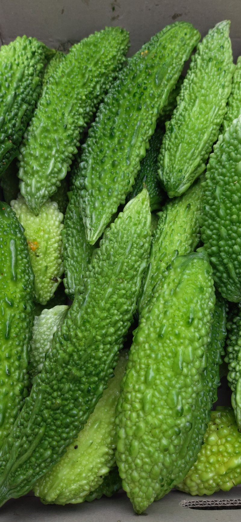 김해숙님의 장터 판매 상품 [여주분말 500그램 ] 첨부 사진