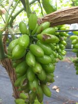 팜모닝 9월 내 작물 자랑하기·참여글 게시글 이미지