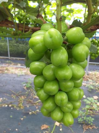 단진동님의 9월 내 작물 자랑하기 · 참여글 작성글 사진