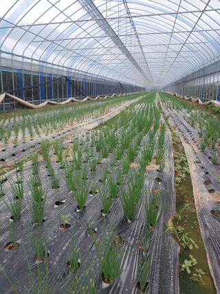 콩나라최여순님의 9월 내 작물 자랑하기 · 참여글 작성글 사진