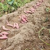 팜모닝 고구마·영농일지 게시글 이미지