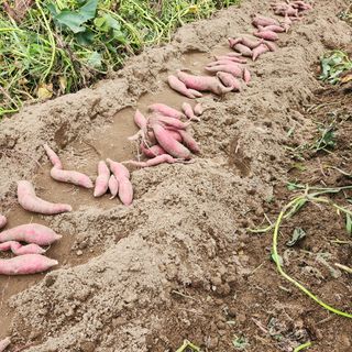 박은정님의 고구마 · 영농일지 작성글 사진