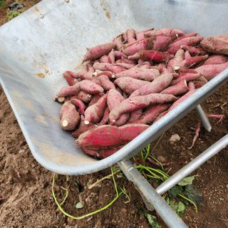 박은정님의 고구마 · 영농일지 작성글 사진