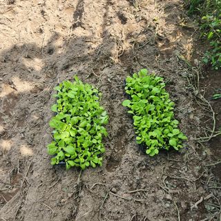 박은정님의 배추 · 영농일지 작성글 사진