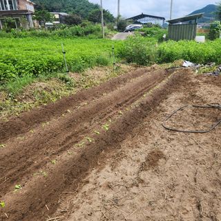 박은정님의 배추 · 영농일지 작성글 사진