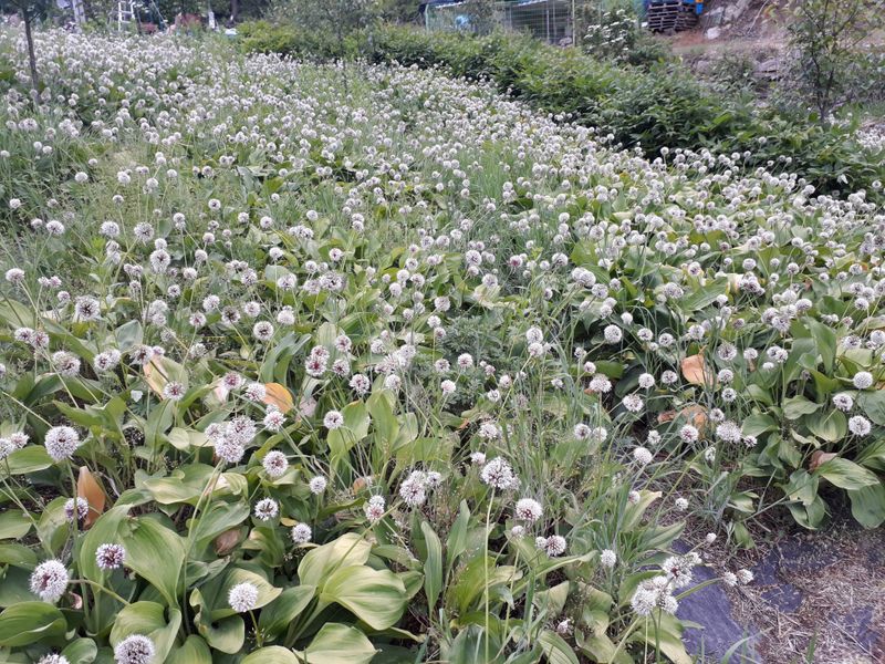 윤정숙님의 장터 판매 상품 [명이(산마늘)가을모종판매] 첨부 사진