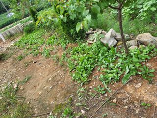 농막쥔님의 9월 내 작물 자랑하기 · 참여글 작성글 사진