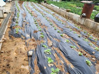 농막쥔님의 9월 내 작물 자랑하기 · 참여글 작성글 사진