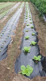 팜모닝 9월 내 작물 자랑하기·참여글 게시글 이미지