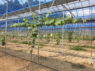 선아농원님의 포도 · 병해충상담 작성글 사진