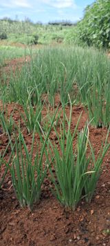 팜모닝 9월 내 작물 자랑하기·참여글 게시글 이미지