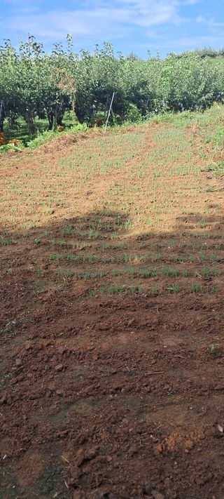 나는농사짓는영미다님의 9월 내 작물 자랑하기 · 참여글 작성글 사진