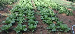 나는농사짓는영미다님의 9월 내 작물 자랑하기 · 참여글 작성글 사진