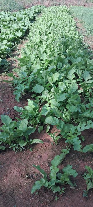 나는농사짓는영미다님의 9월 내 작물 자랑하기 · 참여글 작성글 사진