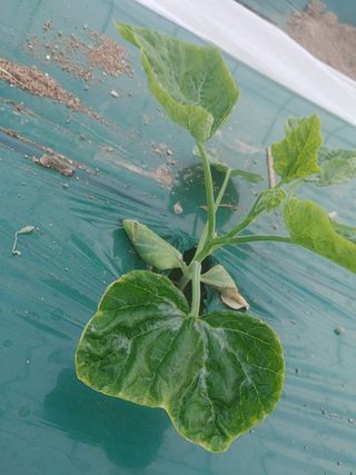 KJH님의 호박 · 병해충상담 작성글 사진