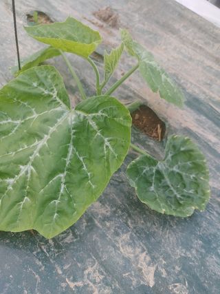 KJH님의 호박 · 병해충상담 작성글 사진