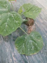 팜모닝 호박·병해충상담 게시글 이미지