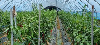 대삼팜스빌리지님의 배추 · 일상 작성글 사진