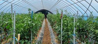 대삼팜스빌리지님의 배추 · 일상 작성글 사진