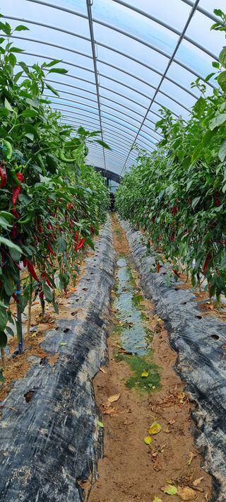 대삼팜스빌리지님의 배추 · 일상 작성글 사진