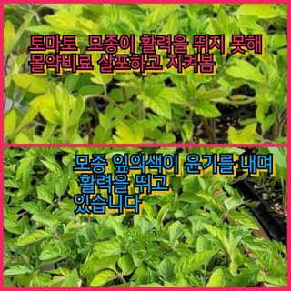 김둘점님의 작성글 사진