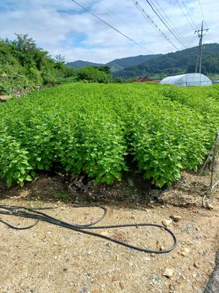 백발도사님의 9월 내 작물 자랑하기 · 참여글 작성글 사진