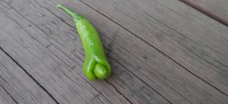 열혈농부님의 고추 · 수확 작성글 사진