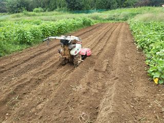 들꽃농장님의 배추 · 파종•정식 작성글 사진