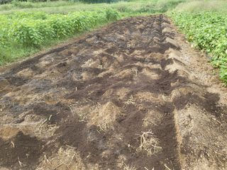 들꽃농장님의 배추 · 파종•정식 작성글 사진