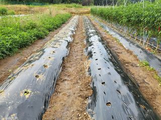 들꽃농장님의 배추 · 파종•정식 작성글 사진