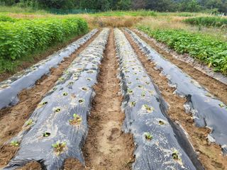 들꽃농장님의 배추 · 파종•정식 작성글 사진
