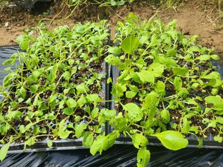 들꽃농장님의 배추 · 파종•정식 작성글 사진