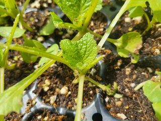 들꽃농장님의 배추 · 파종•정식 작성글 사진