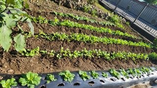 마늘님의 9월 내 작물 자랑하기 · 참여글 작성글 사진