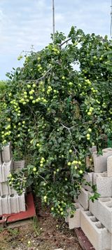 팜모닝 9월 내 작물 자랑하기·참여글 게시글 이미지