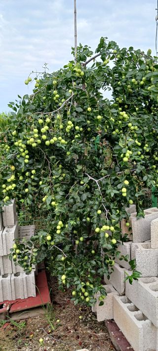 산양 위만(엄문섭)님의 9월 내 작물 자랑하기 · 참여글 작성글 사진