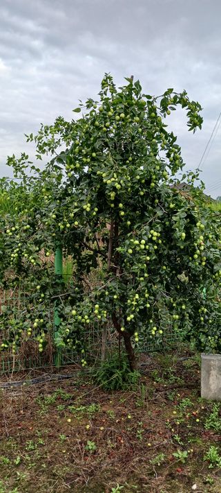 산양 위만(엄문섭)님의 9월 내 작물 자랑하기 · 참여글 작성글 사진