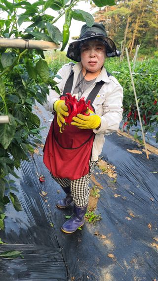 참깨김성욱9810님의 고추 · 일상 작성글 사진