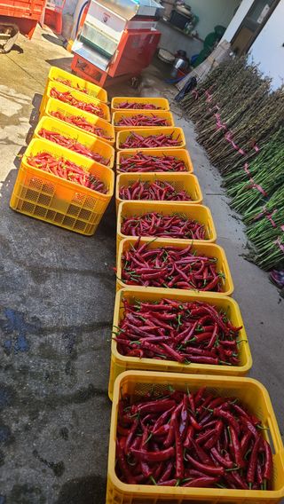 참깨김성욱9810님의 고추 · 일상 작성글 사진