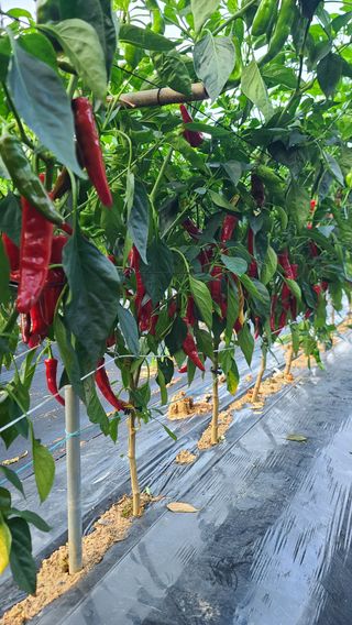 참깨김성욱9810님의 고추 · 일상 작성글 사진