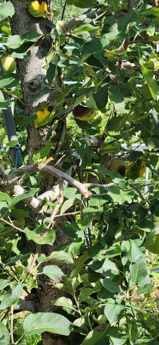 이용호님의 사과 · 자연재해•동물피해 작성글 사진