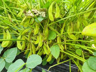 하이킥님의 콩 · 자유게시판 작성글 사진