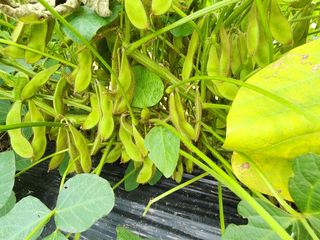 하이킥님의 콩 · 자유게시판 작성글 사진