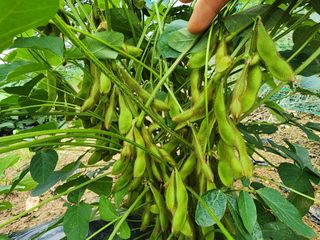 하이킥님의 콩 · 자유게시판 작성글 사진