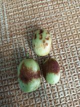 팜모닝 기타작물·병해충상담 게시글 이미지