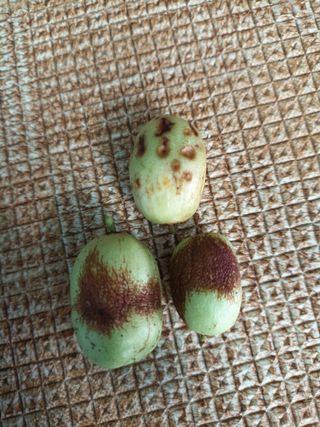 김흥수 님의 기타작물 · 병해충상담 작성글 사진