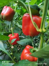 팜모닝 9월 내 작물 자랑하기·참여글 게시글 이미지