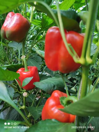 김영인님의 9월 내 작물 자랑하기 · 참여글 작성글 사진