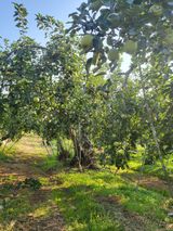 팜모닝 사과·품질 향상 게시글 이미지