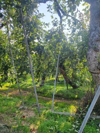 최승국님의 사과 · 품질 향상 작성글 사진